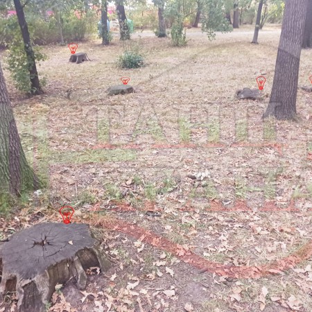 МАСОВО ИЗСИЧАНЕ НА ДЪРВЕТА В БОРИСОВАТА ГРАДИНА